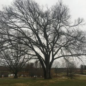 Invite an Elm to Play